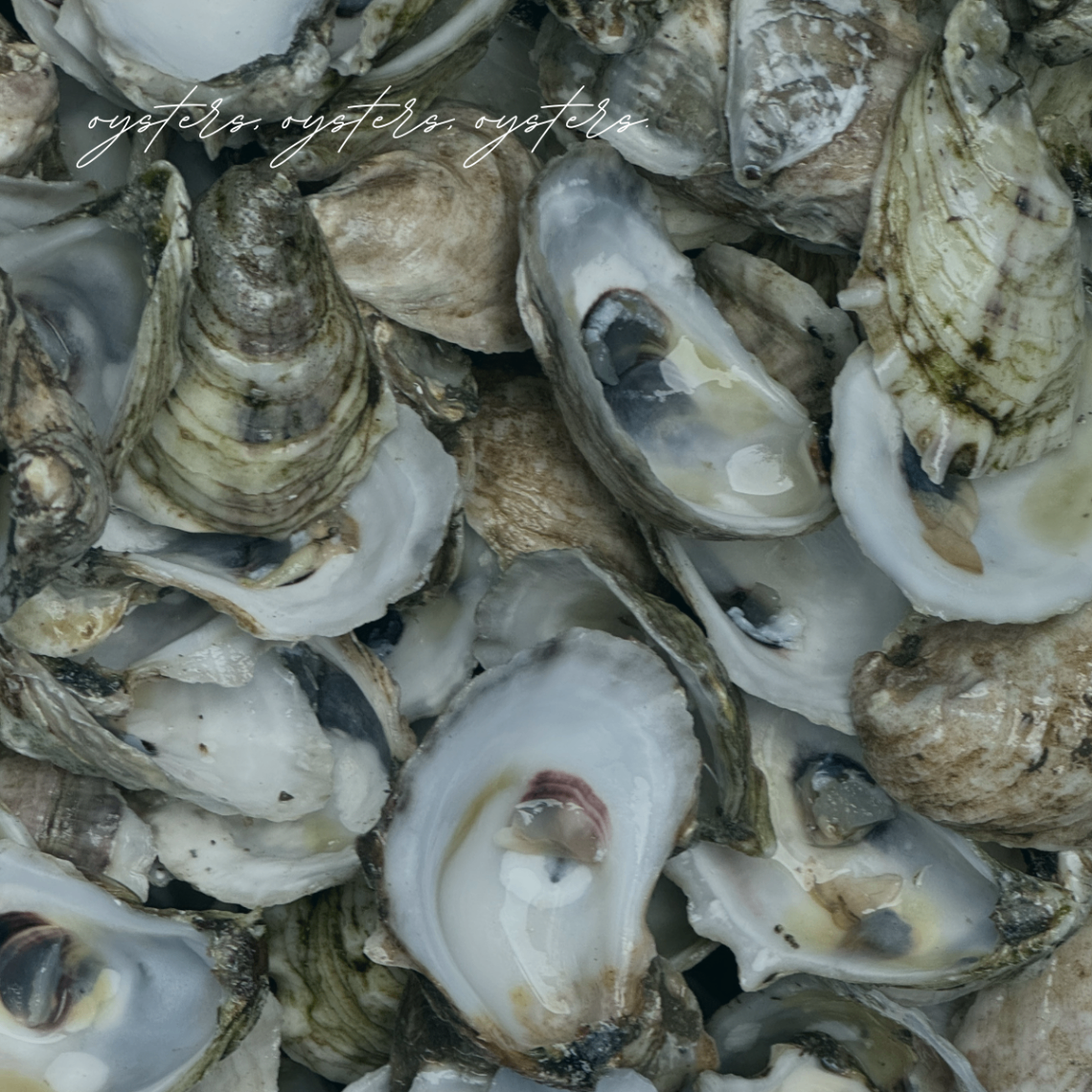 Close-up of a pile of oyster shells with muted natural tones